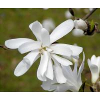 2070_1k010035 Blüte einer weissen Magnolie. | Fruehlingsfotos aus der Hansestadt Hamburg; Vol. 2